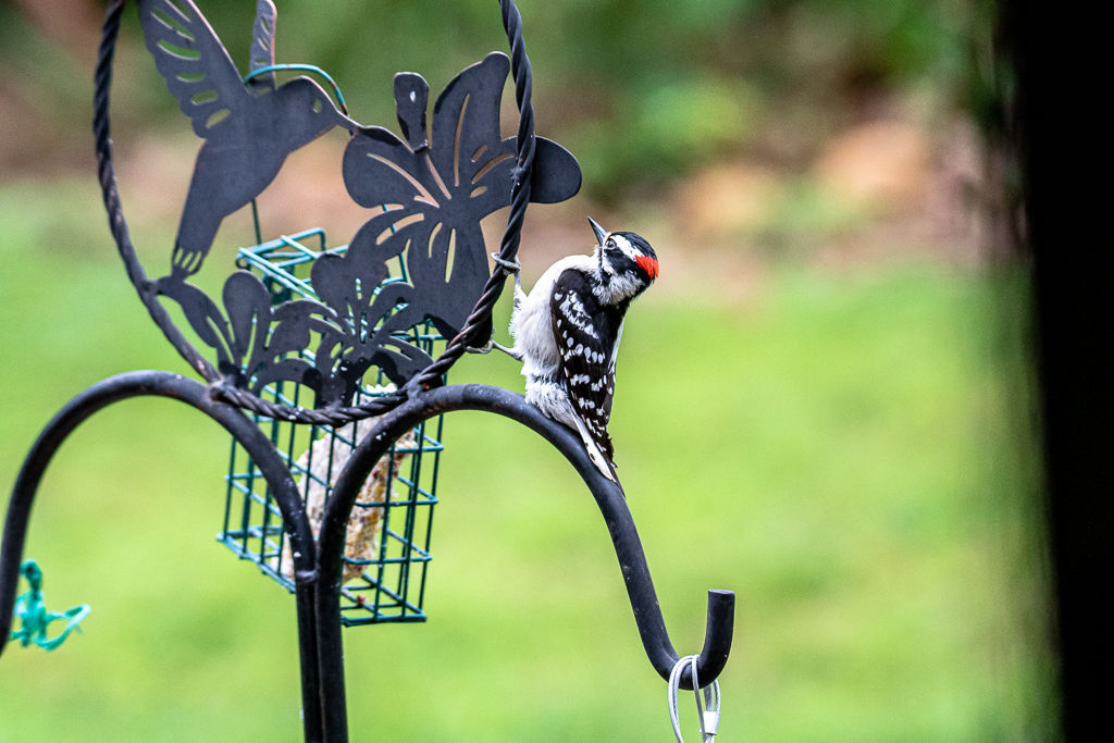 Backyard Birds NH-1871.jpg